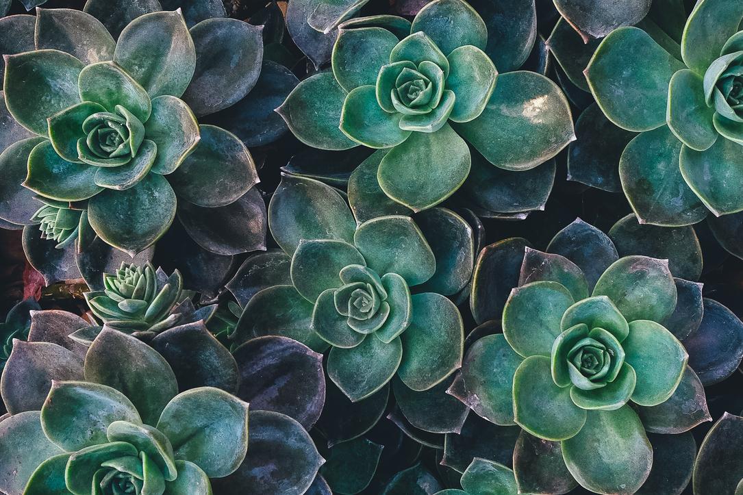 Qui minima laudantium mollitia voluptas asperiores aliquam